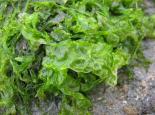 SEAWEEDS sea lettuce - Kristian Peters